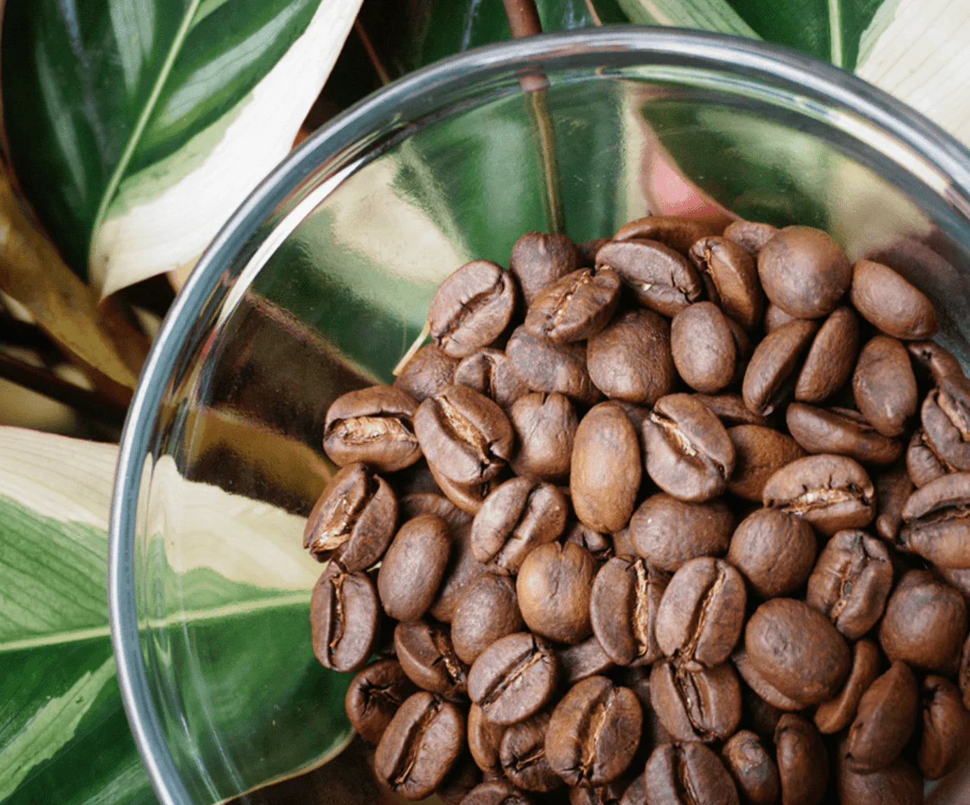 Hawaiian Coffee Beans - Barneys Coffee Roasting™