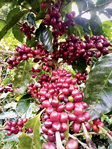 Guatemala Premium Green Unroasted Raw Specialty Coffee Beans Farm Direct Sale, 5 Lbs