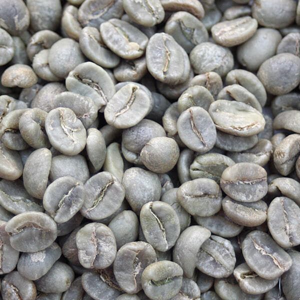 Current Crop Roasting Shop El Gato Supremo Green Coffee Beans Unroasted | Specialty-Grade Colombian Arabica | Fresh Raw Coffee Beans for Home Roasting | 5-Pound Bag