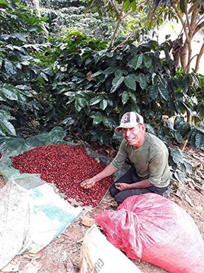 Guatemala Premium Green Unroasted Raw Specialty Coffee Beans Farm Direct Sale, 5 Lbs