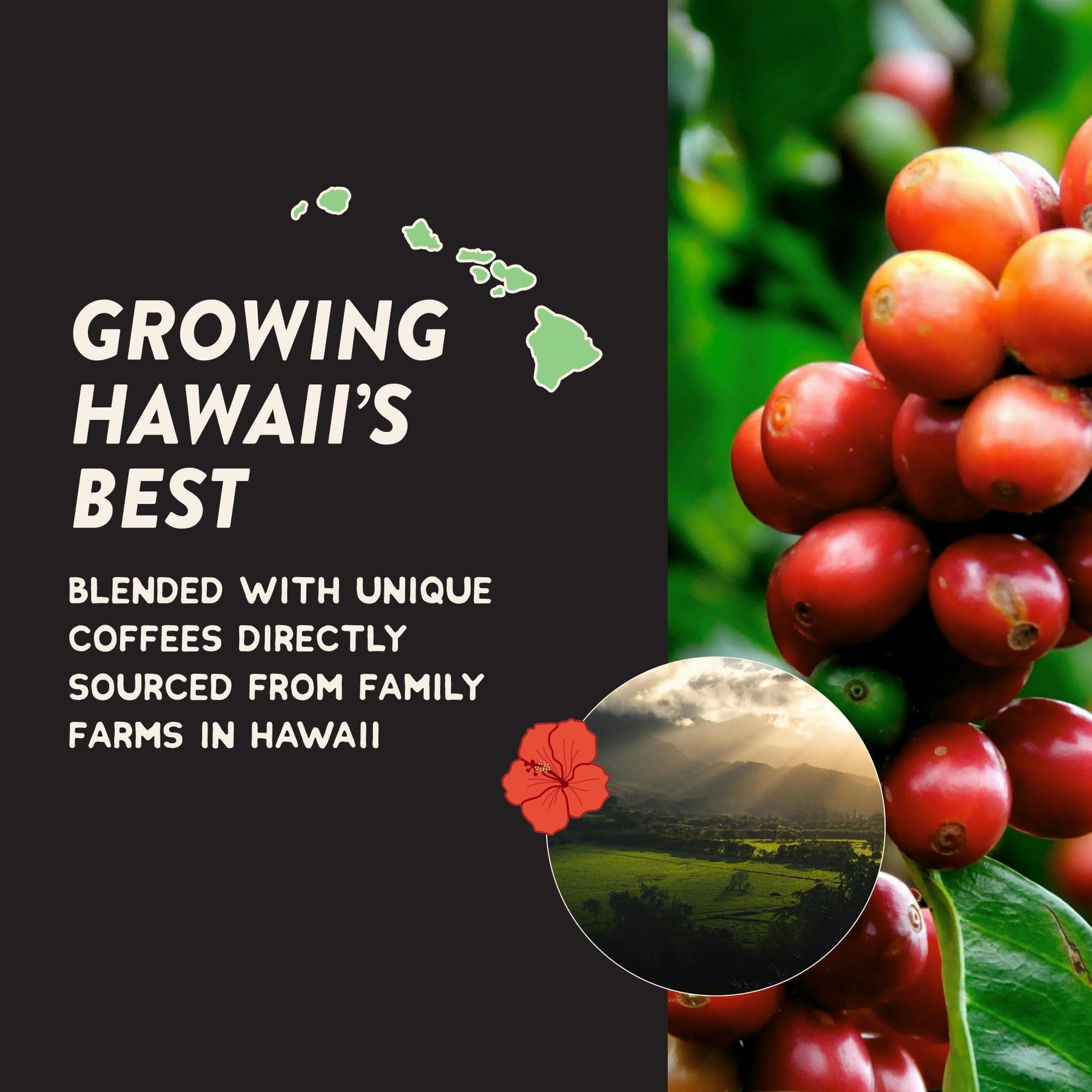 Angelino's Coffee Hawaiian Hula Reserve Whole Bean Hawaiian Coffee Blend, Medium Roast with Chocolaty Notes and Floral Undertones - Premium Hawaii Coffee Beans Blend