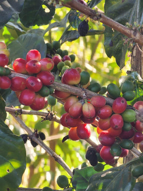 Grüne, ungeröstete Kaffeebohnen von Tesoros Del Pais, Ahuachapan, El Salvador, Single Estate High Elevation (mit Honig gewaschen, 3 lb)