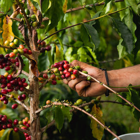 Farm-fresh: 100% Kona Coffee - Medium Roast - Arabica Whole Beans - 1 Lb or 16 oz Bag - Blue Horse 100% Kona Coffee from the Big Island of Hawaii