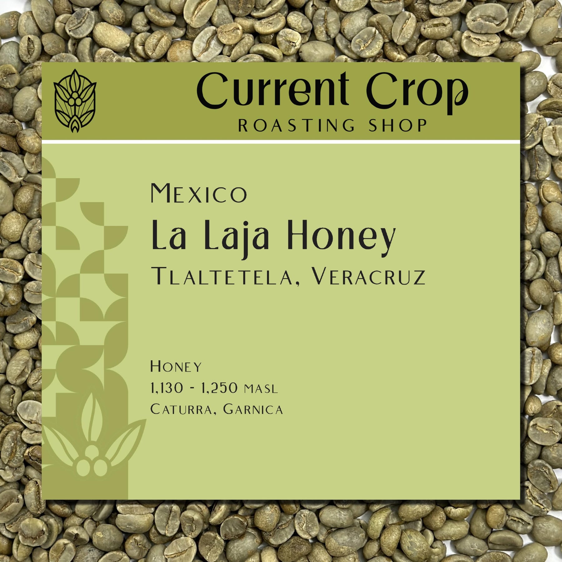 Mexico: La Laja Honey Coffee Beans - Premium Specialty Mexican Coffee from Veracruz | Unroasted Green Coffee Beans by Current Crop Roasting Shop, 3-Pound Bag