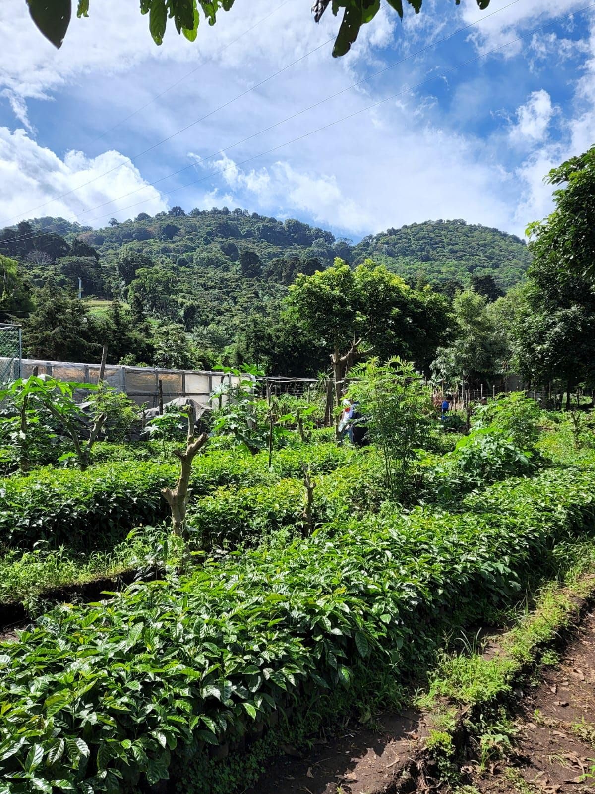 Grüne, ungeröstete Kaffeebohnen von Tesoros Del Pais, Ahuachapan, El Salvador, Single Estate High Elevation (mit Honig gewaschen, 3 lb)