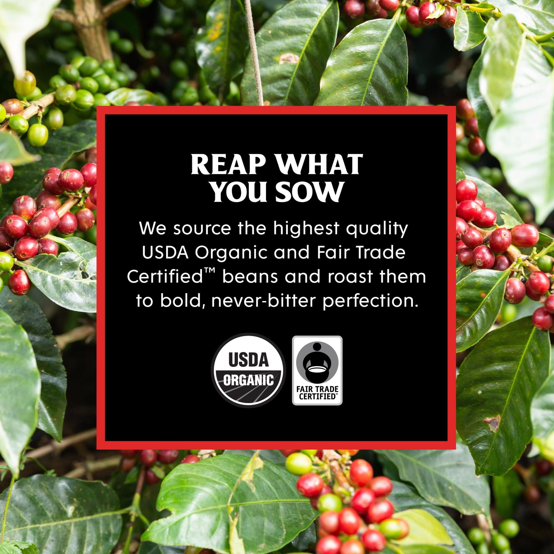 Death Wish Coffee Co. Espresso-Röstung, ganze Bohnen – Bio, Fair Trade, Arabica- und Robusta-Kaffeebohnen, 14 Unzen (1er-Pack)