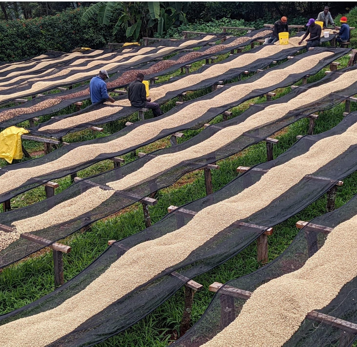 Ungeröstete grüne Kaffeebohnen aus Kenia – 100 % Arabica aus einer einzigen Herkunft – Großhandelspreise (10-Pfund-Beutel/4,5 kg)