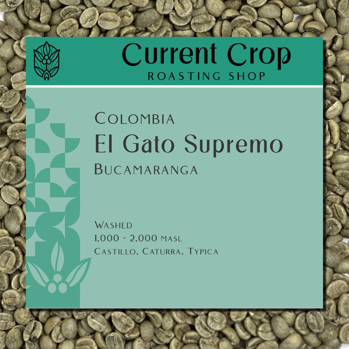 Current Crop Roasting Shop El Gato Supremo Green Coffee Beans Unroasted | Specialty-Grade Colombian Arabica | Fresh Raw Coffee Beans for Home Roasting | 5-Pound Bag