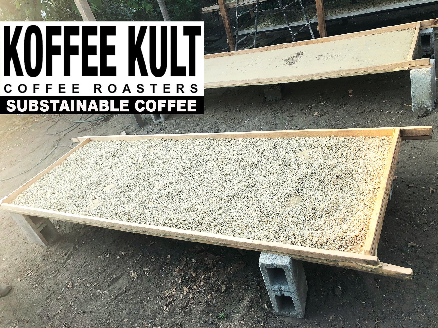 Koffee Kult Limited – Ganze Kaffeebohnen aus Kenia, mittlere Röstung – 100 % Single Origin Direct Trade Arabica-Bohnen – Frisch handwerklich geröstet (Kenia, 32 oz)