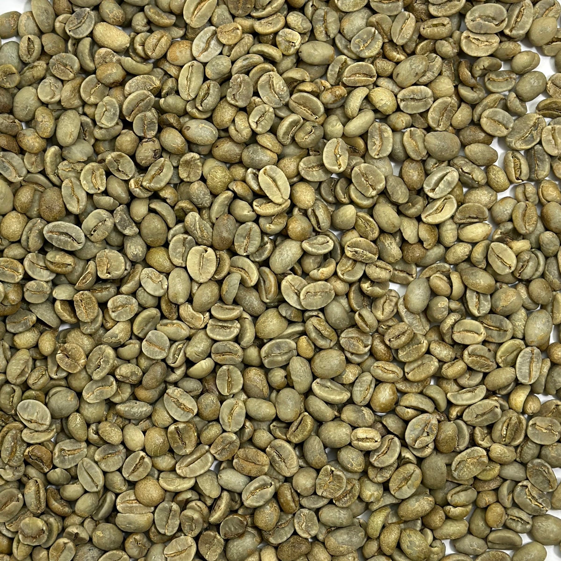 メキシコ: ラ ラハ ハニー コーヒー豆 - ベラクルス産プレミアム スペシャルティ メキシコ コーヒー | Current Crop Roasting Shop の未焙煎グリーン コーヒー豆、3 ポンド バッグ